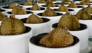 全國首座國產榴蓮智能化加工廠在三亞投產