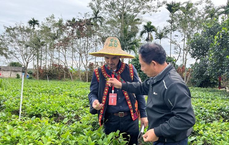 隕石坑旁茶飄香 白沙有機茶引領茶旅融合新賽道
