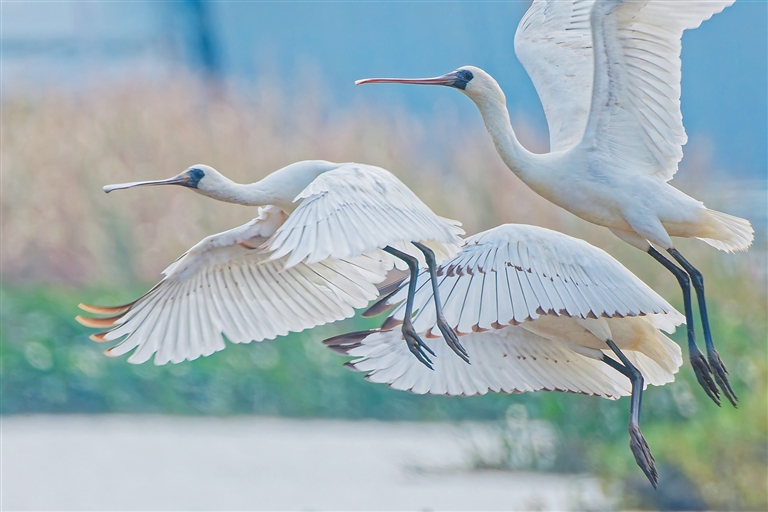 海口再迎黑臉琵鷺
