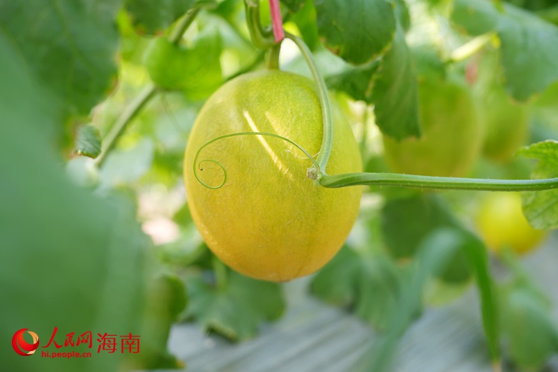 昌江蜜瓜“小金珠”。人民網記者 符武平攝