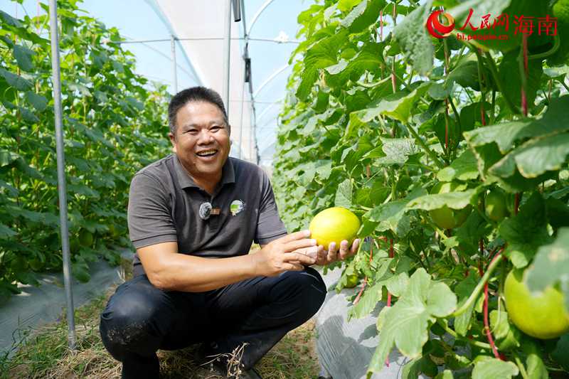 海南果鮮生農業開發有限公司蜜瓜基地廠長王石華介紹“小金珠”。人民網記者 符武平攝