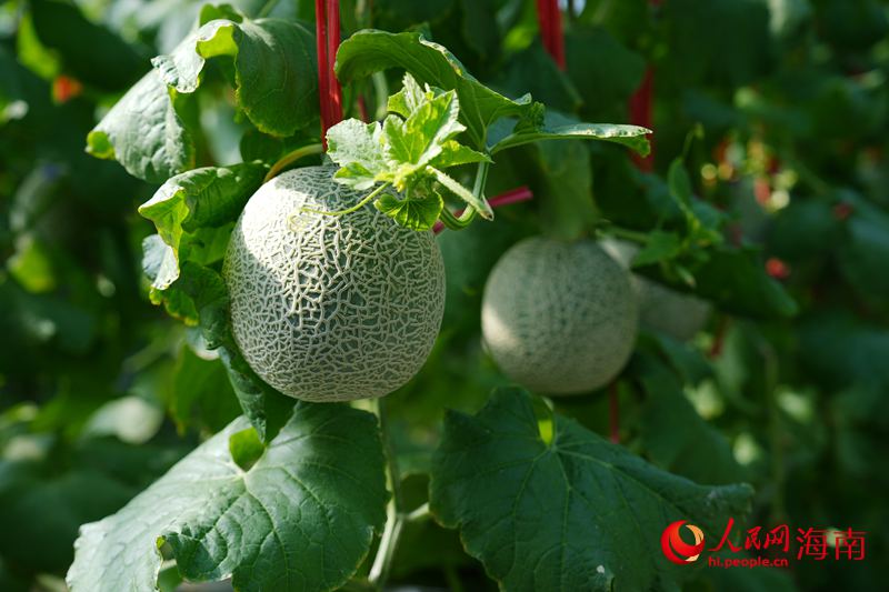昌江阿魯斯網紋瓜。人民網記者符武平攝