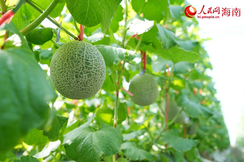 昌江阿魯斯網紋瓜。人民網記者符武平攝 (2)