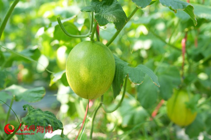 即將成熟上市的“小金珠”人民網記者 符武平攝