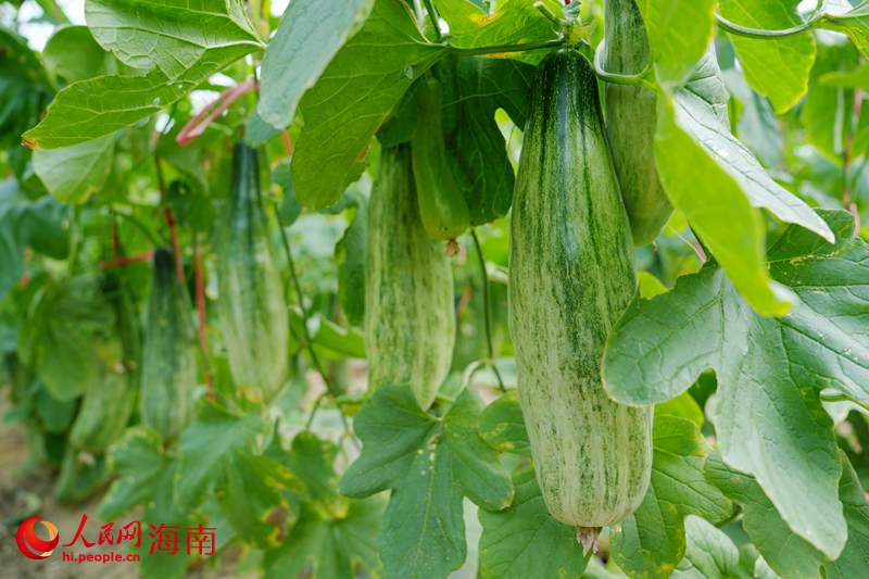 昌江海尾海沙地種出來的羊角蜜瓜。人民網記者 符武平攝