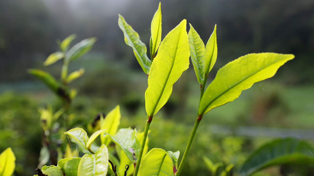 一片“小叶子”，长成“大产业”