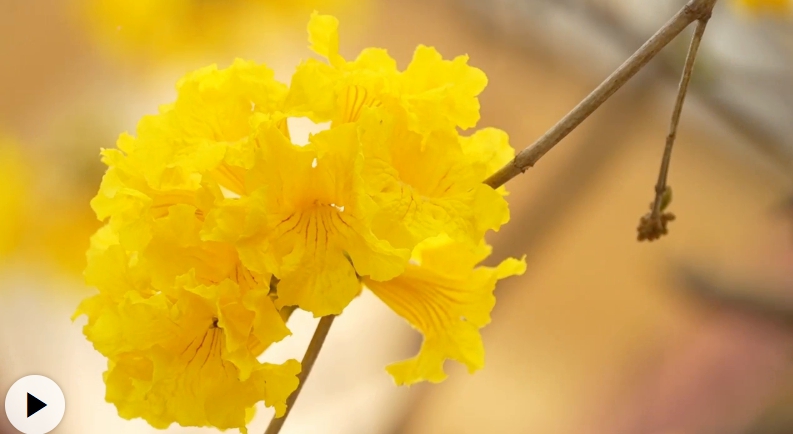 春日浪漫！黄花风铃木盛开正当时