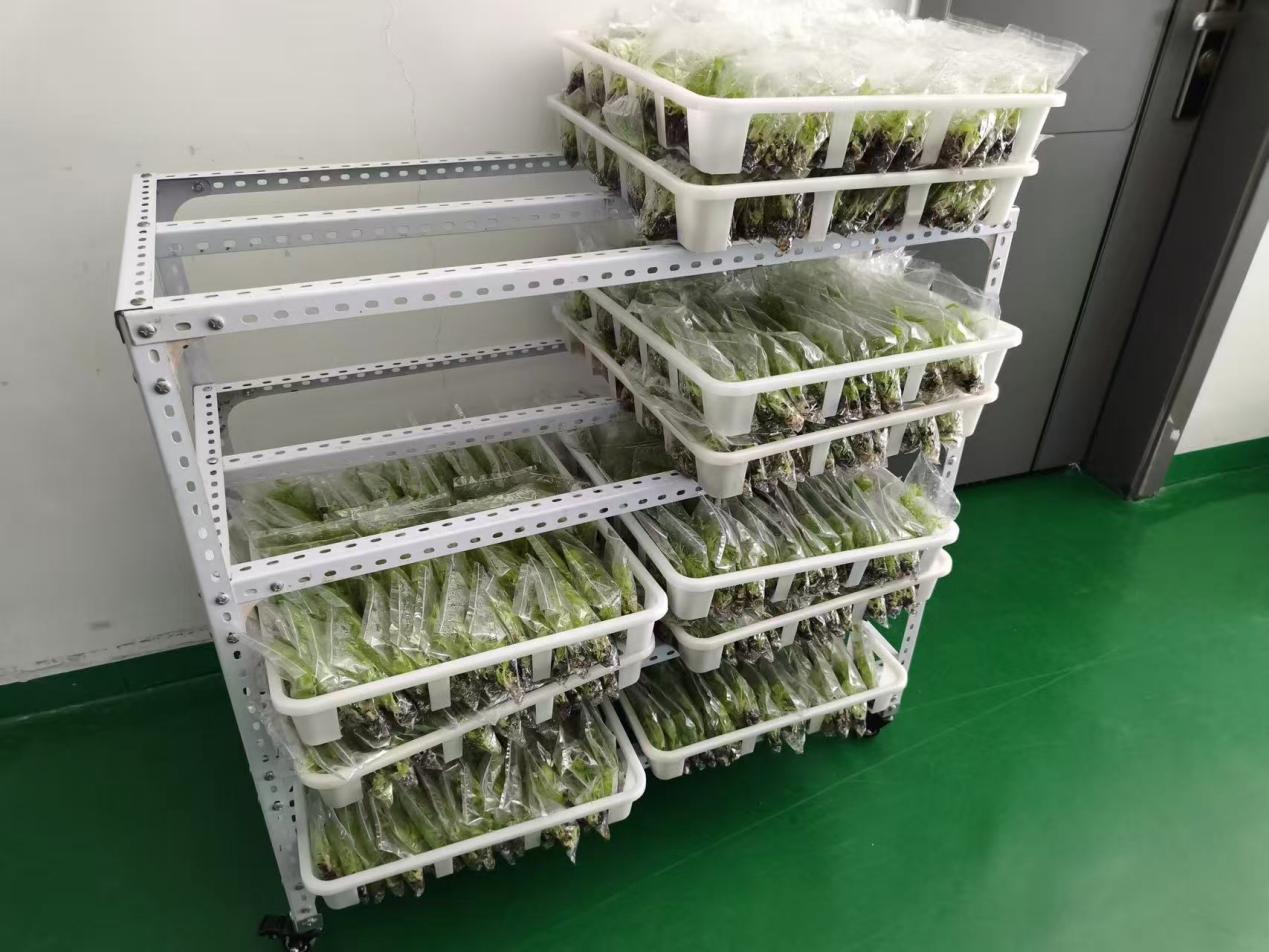 海口：科技育良种智赋热带农业(图2)