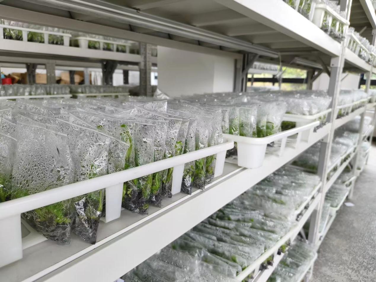 培育苗在架子上进行有序培育。云龙镇政府供图