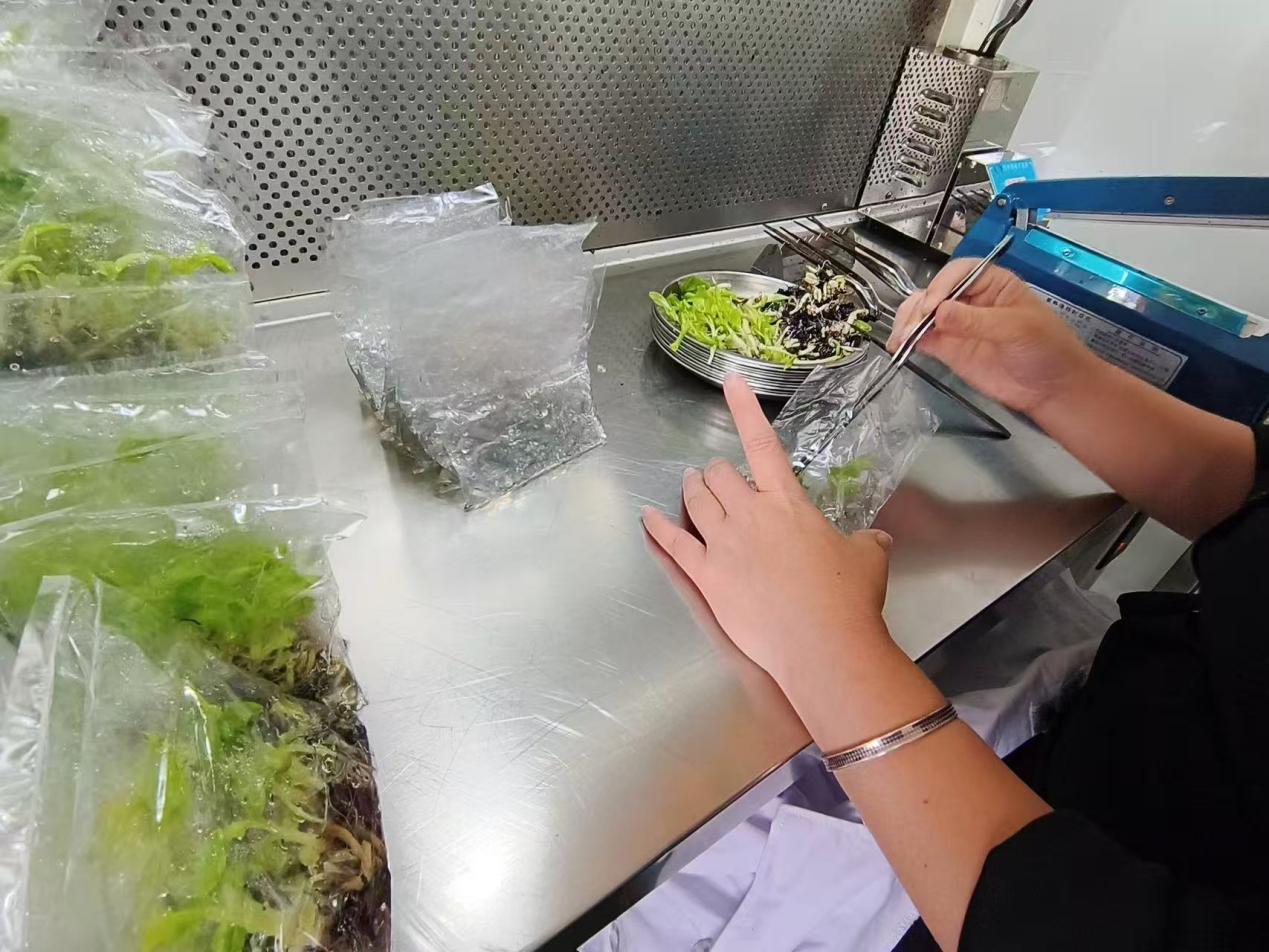 海口：科技育良种智赋热带农业(图3)