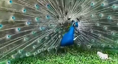 惊艳时刻！有种幸运是看到孔雀开屏