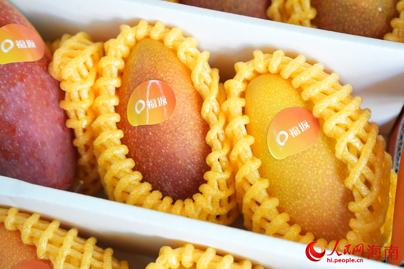 海南樹上熟芒果。人民網記者 符武平攝