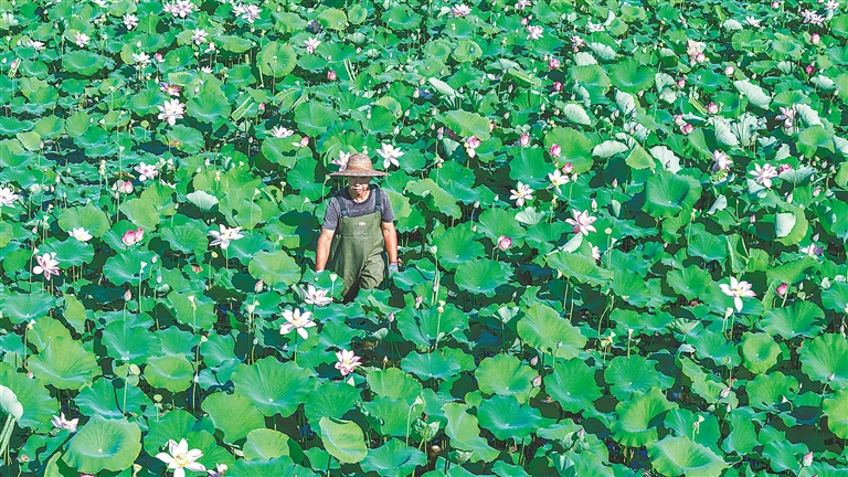 夏莲绽放 荷韵幽香