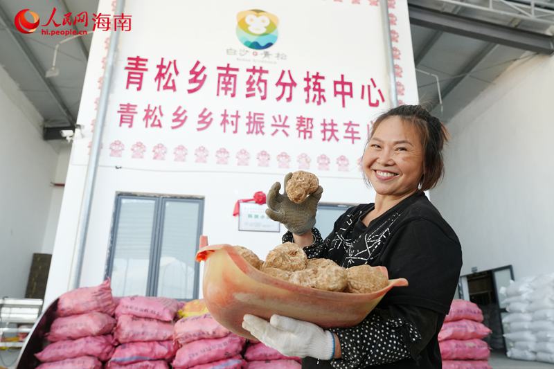 工人展示刚采收的新鲜虎奶菇。人民网记者 符武平摄