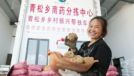 深山有好物，林下生“黄金”白沙林下经济铺就乡村振兴致富路
