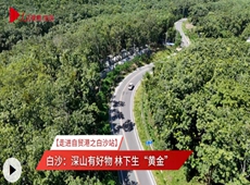林下经济
