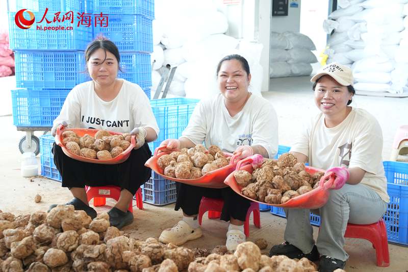 白沙林下经济铺就乡村振兴致富路林荫深处，一簇簇益智果挂满枝头，一垄垄食用菌破土而出。昔日闲置的林下空地，如今成了百姓增收的“聚宝盆”。