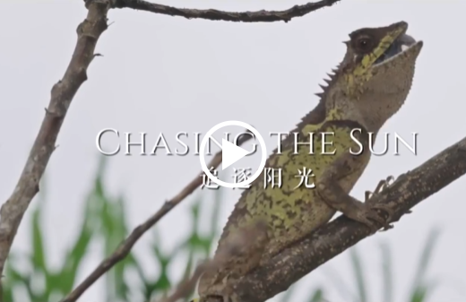 第十一集：追逐阳光