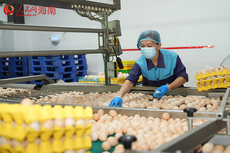 蛋品加工车间内，工人正挑选鸡蛋。 人民网记者 孟凡盛摄