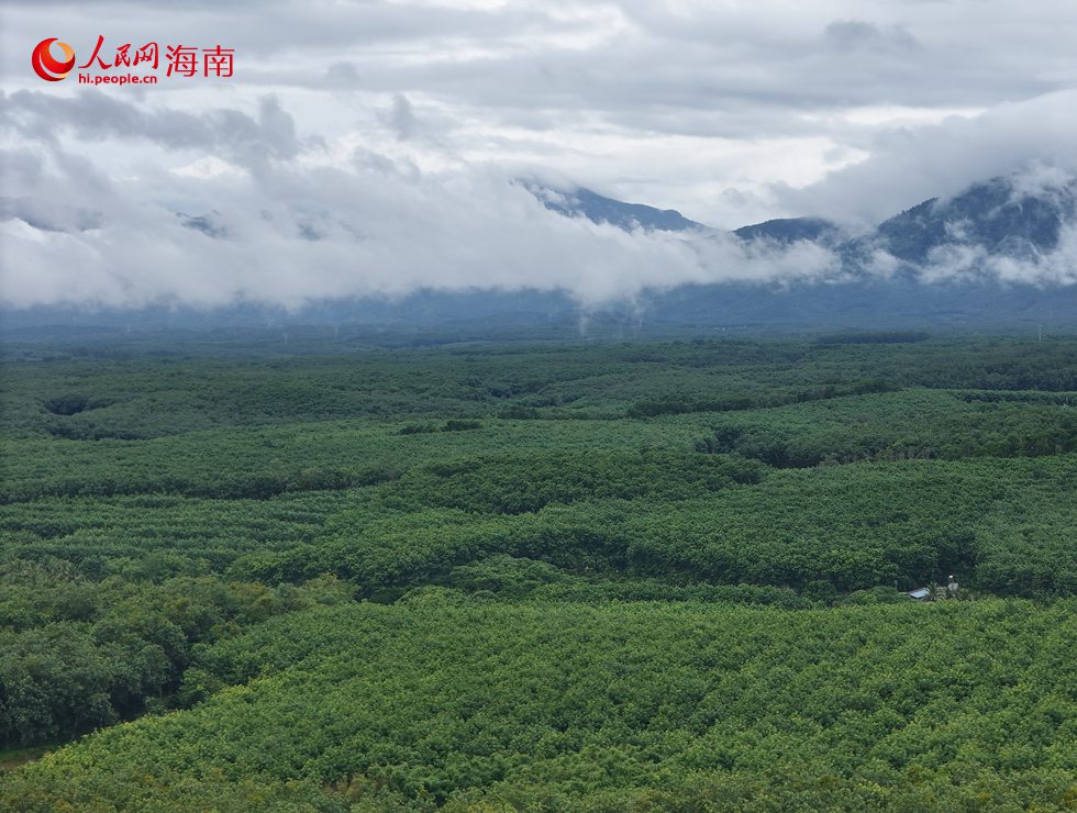 航拍橡膠林。