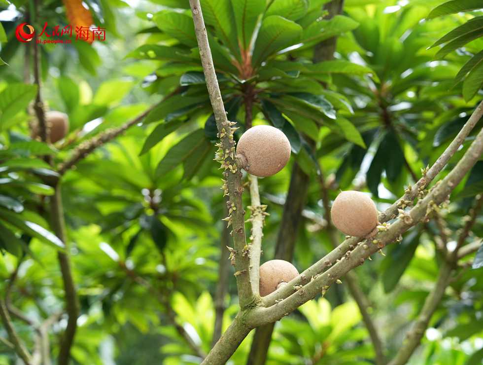 七仙嶺全球熱帶水果博覽中心園內種植的媽咪果。
