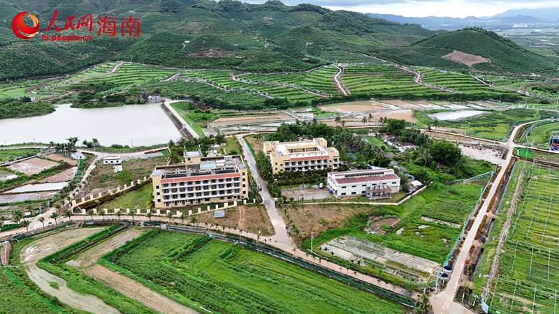 航拍海南农垦南繁育种基。 人民网记者 符武平摄 (1)