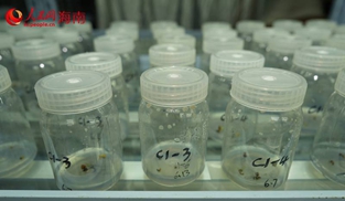 海南农垦南繁育种基地，实验室内留存的种子