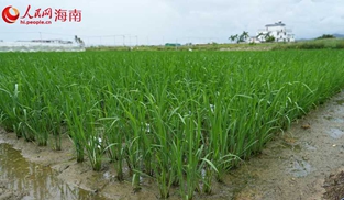 海南农垦南繁育种基地里，种苗长势良好