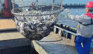起捕金鲳鱼