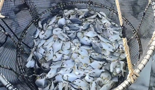 起捕金鲳鱼