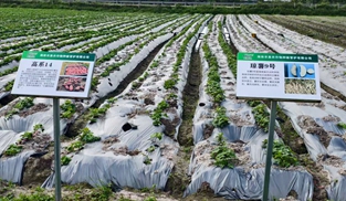 种植试验基地