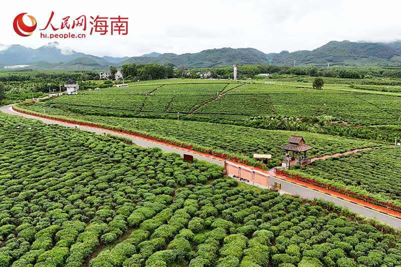 航拍白沙生态茶园。 人民网记者 符武平摄