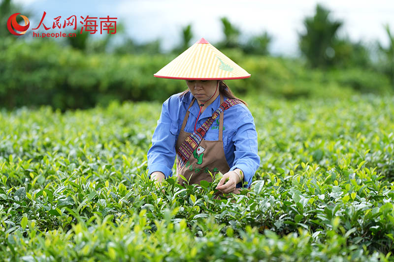 工人正在生态茶园里采茶