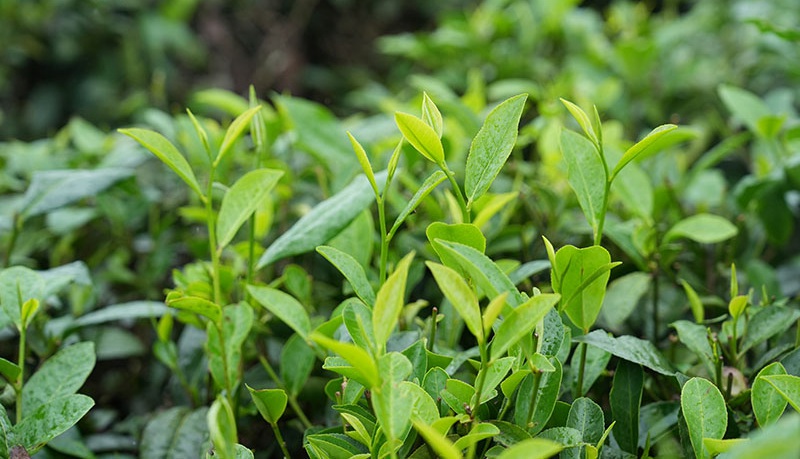 茶树的芽尖