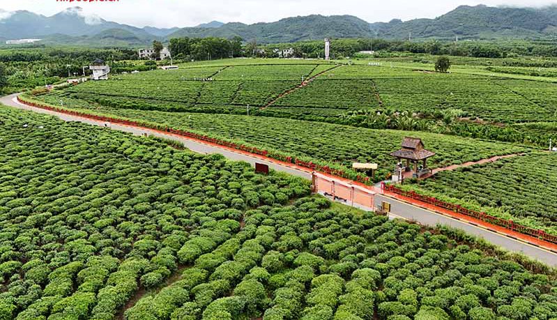 航拍白沙生态茶园