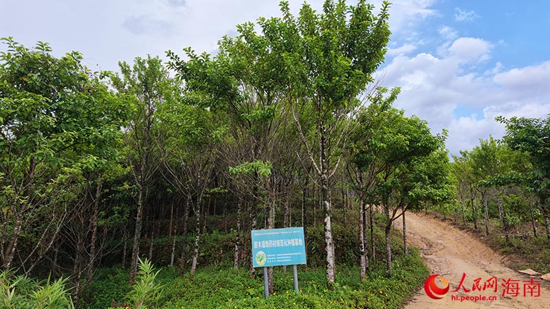 膽木種植基地內，一批膽木已是成樹。人民網記者 牛良玉攝