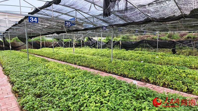 膽木育苗苗圃。人民網記者 牛良玉攝
