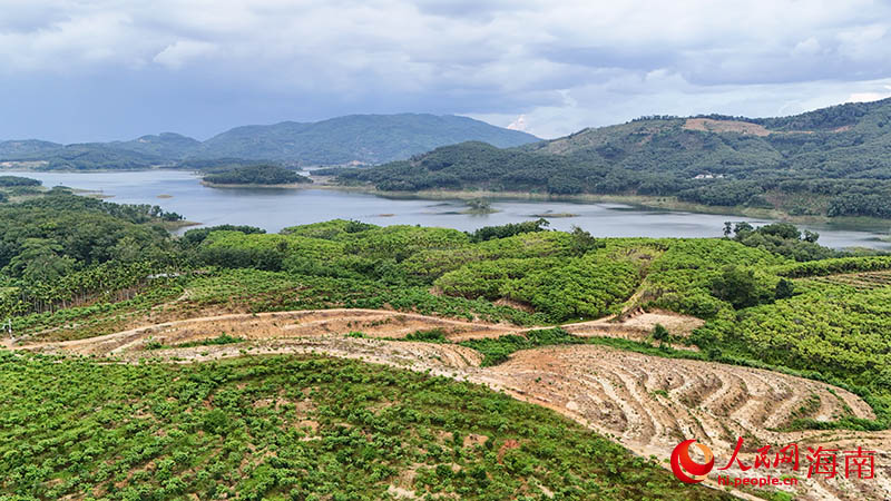 位於海南瓊中的森祺制藥膽木種植基地。人民網記者 牛良玉攝