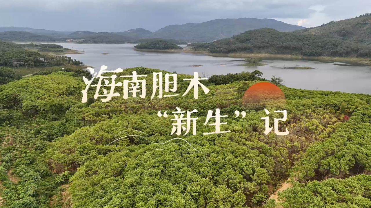 行進中國︱海南膽木“新生”記