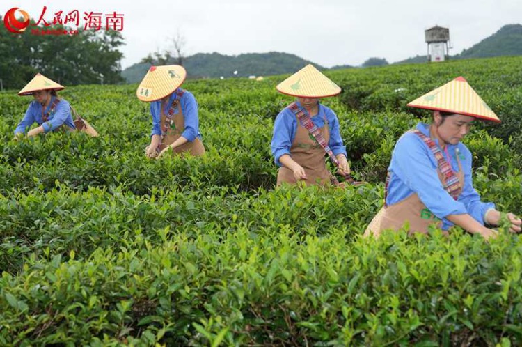 组图：走近扎根陨石坑沃土的老字号茶园