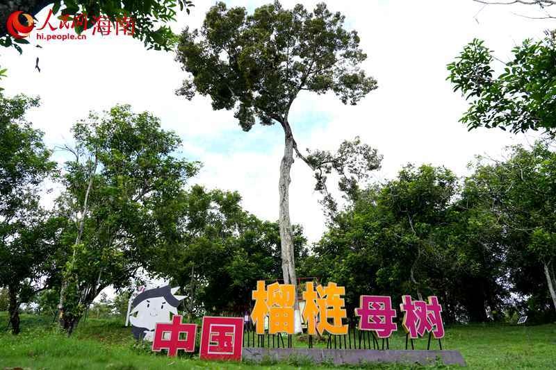 组图:七仙岭下的热带水果“大观园”都有啥?