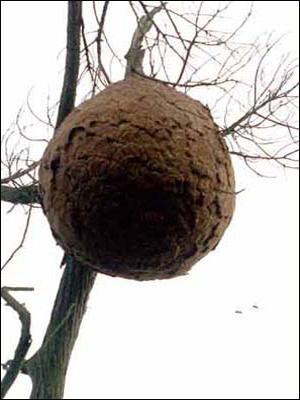 陕西杀人蜂致36人死亡,国家林业局重视