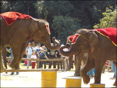 三亚天涯海角景区:大象冲向人群 压碎游客盆骨