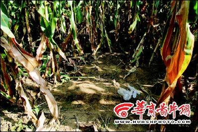 10岁女孩上学路上被强奸