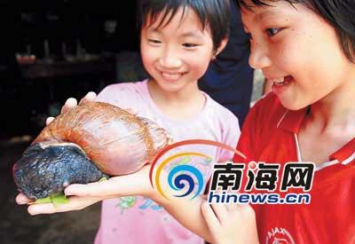龙塘海口一村民危害罕见大女生,重达1.1斤蜗牛的晚的睡发现图片