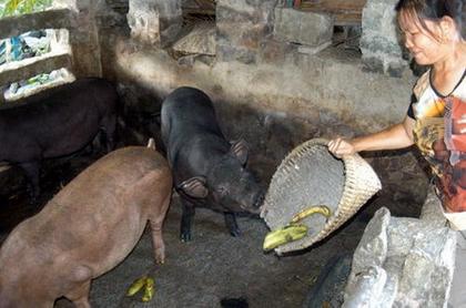 海南香蕉价格低迷,农民被迫用香蕉当猪饲料