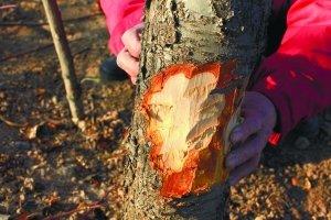 幼时遭兄长侵犯 20年后哥哥一句道歉<em>解妹</em>心结