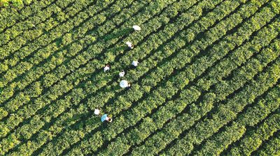 白沙五裡路茶韻共享農庄發展茶旅融合產業