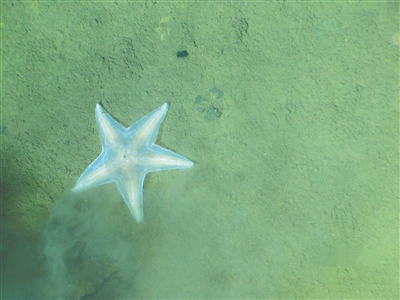 馬裡亞納海溝海底的海星。