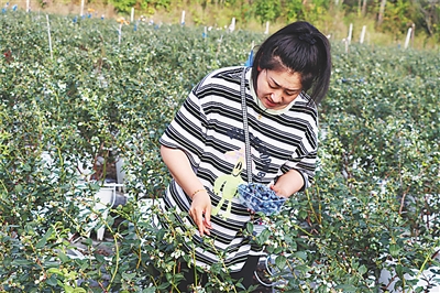 游客在昌江黎族自治县广凌农业科技有限公司种植基地采摘蓝莓。
